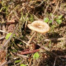 Attēlu rezultāti vaicājumam “Polyporus ciliatus”