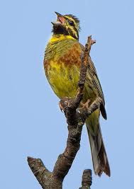 Image result for Emberiza cirlus