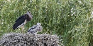 Attēlu rezultāti vaicājumam “Ciconia ciconia nest”