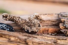 Attēlu rezultāti vaicājumam “Balanus improvisus”