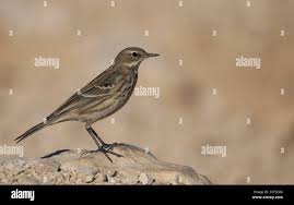 Image result for Anthus spinoletta