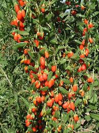 Attēlu rezultāti vaicājumam “Salix repens subsp. rosmarinifolia fruit”