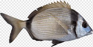 Image result for Diplodus vulgaris