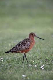 Attēlu rezultāti vaicājumam “Limosa lapponica”