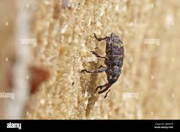 Attēlu rezultāti vaicājumam “Pissodes piniphilus”