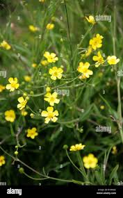 Attēlu rezultāti vaicājumam “Ranunculus flammula flower”