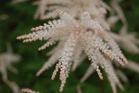 Image result for Aruncus dioicus