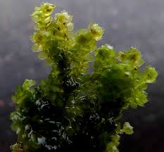 Attēlu rezultāti vaicājumam “Cladopodiella fluitans”