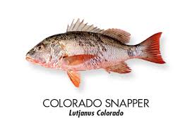 Image result for Lutjanus colorado