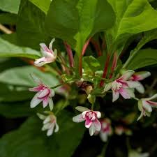 Attēlu rezultāti vaicājumam “Schisandra chinensis flower”
