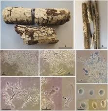 Attēlu rezultāti vaicājumam “Enteridium corticatum spores”