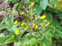 Attēlu rezultāti vaicājumam “Hieracium”