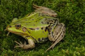 Attēlu rezultāti vaicājumam “Pelophylax adult”