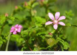 Attēlu rezultāti vaicājumam “Rubus arcticus flower”