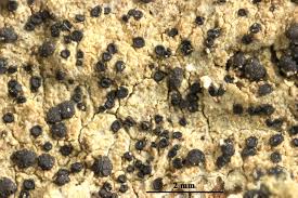 Attēlu rezultāti vaicājumam “Bacidia subincompta”