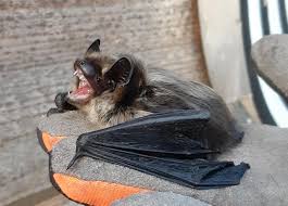 Attēlu rezultāti vaicājumam “Eptesicus nilssonii”