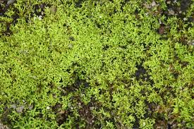 Attēlu rezultāti vaicājumam “Barbula convoluta sporophyte”