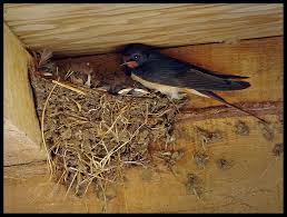 Attēlu rezultāti vaicājumam “Hirundo rustica nest”
