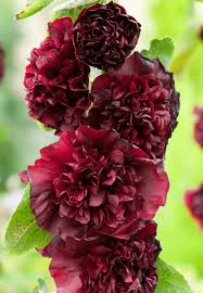 Image result for Alcea rosea `Appleblossom`