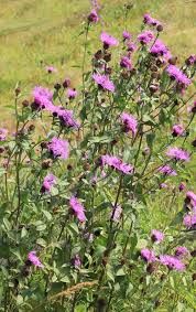 Attēlu rezultāti vaicājumam “Centaurea phrygia flower”