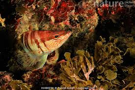 Image result for Serranus scriba