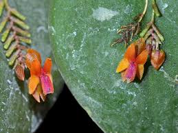 Attēlu rezultāti vaicājumam “Lentaria epichnoa”