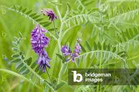 Attēlu rezultāti vaicājumam “Vicia cracca”