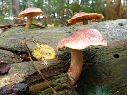 Attēlu rezultāti vaicājumam “Tricholomopsis rutilans”