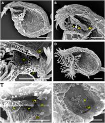 Attēlu rezultāti vaicājumam “Utricularia x neglecta”