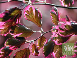 Attēlu rezultāti vaicājumam “Fagus sylvatica”