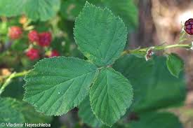 Attēlu rezultāti vaicājumam “Rubus plicatus flower”