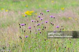 Image result for Centaurea nigra