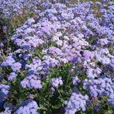 Image result for Ageratum houstonianum