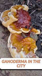 Attēlu rezultāti vaicājumam “Colloderma robustum sessile”