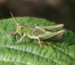 Attēlu rezultāti vaicājumam “Omocestus viridulus”