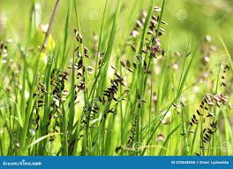 Attēlu rezultāti vaicājumam “Melica nutans flower”