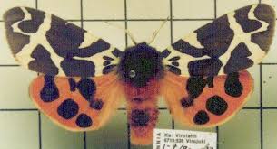 Attēlu rezultāti vaicājumam “Arctia caja imago”