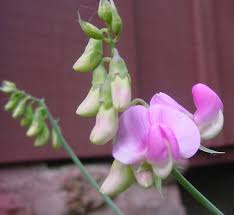 Attēlu rezultāti vaicājumam “Lathyrus latifolius bud”