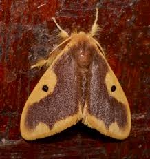 Attēlu rezultāti vaicājumam “Lymantriidae”