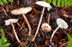 Attēlu rezultāti vaicājumam “Trichia contorta sessile”