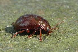 Attēlu rezultāti vaicājumam “Griselda ustomaculana”