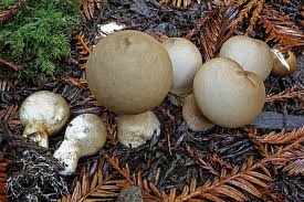 Attēlu rezultāti vaicājumam “Lycoperdon pyriforme”