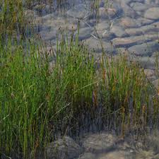 Attēlu rezultāti vaicājumam “Eleocharis uniglumis fruit”
