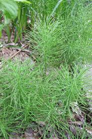 Attēlu rezultāti vaicājumam “Equisetum pratense”