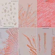 Attēlu rezultāti vaicājumam “Clavaria sphagnicola”