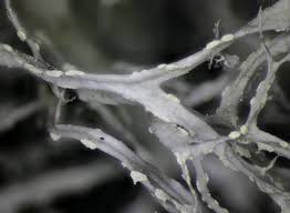 Attēlu rezultāti vaicājumam “Ramalina farinacea”