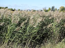 Attēlu rezultāti vaicājumam “Phragmites communis”