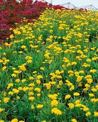 Image result for Helichrysum subulifolium