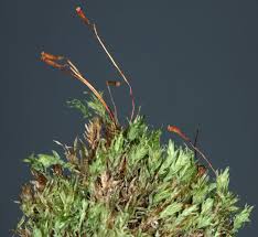 Attēlu rezultāti vaicājumam “Pohlia cruda”