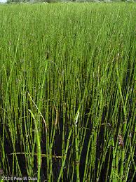 Attēlu rezultāti vaicājumam “Equisetum fluviatile”